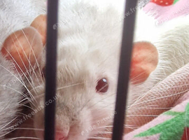 White Albino Rat (male) 11 months old