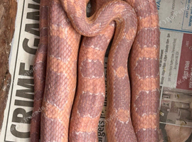 Amel female corn snake