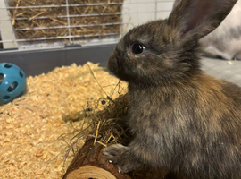 2 female rabbits