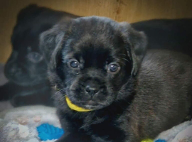 Rare mixed breed kc reg red fox lab and pekingese, puppies have been wormed to date.