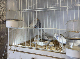 Young budgies