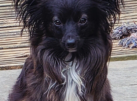 Papillon &times; Italian Greyhound