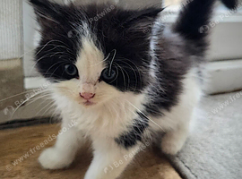 Three beautiful female kittens looking for loving forever homes.