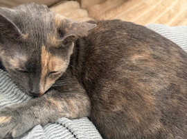 3 cats need homing