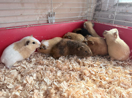 Baby guinea pigs