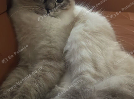 Beautiful pure breed ragdoll looking for a new home