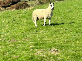 Pedigree Kerry Hill Ram for Sale