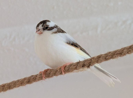Beautiful Gloster x Mosaic Canaries (5 available)
