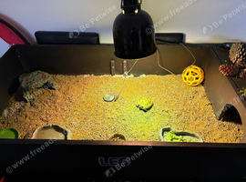 1 year old tortoise for sale