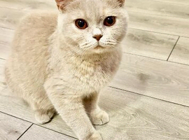 British shorthair Lilac
