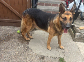 German shepherd