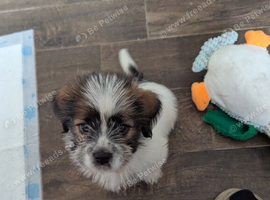 Shihtzu cross jack Russell