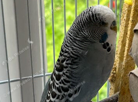 Budgie and cage for sale