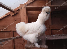 Silkie Hen, lots of character, 12 months old, lays light brown eggs