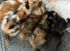 4 Beautiful Kittens for sale