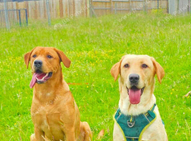 Labrador puppies