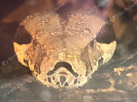 Female boa constrictor