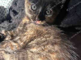X 3 kittens