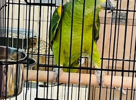 Male blue front Amazon