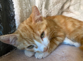 Stunning kittens