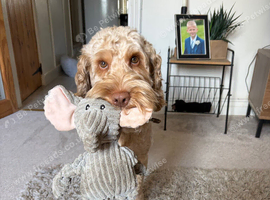 Meet Hugo, 2 year old male Cockapoo