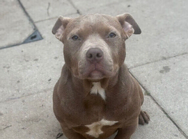 **20 week Female Pocket Bully**