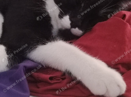 Felix 1 year old male cat