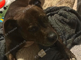 Rehome  must go to a good loving home