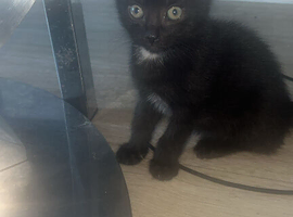 Kitten