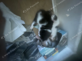 Need a loving home for 5 kits