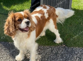 Beautiful Cavalier King Charles for sale