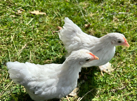 2 Pekin pullets