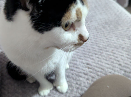 Bella the tortoise shell cat
