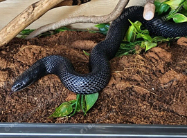 Full black pine snake