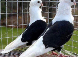 GERMAN OWL PIGEONS BLACK SADDLE