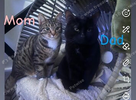 Kittens ready in 6 weeks