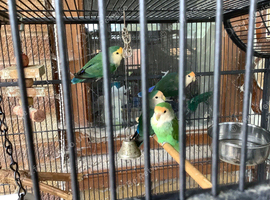 4 lovebirds for sale, 2 years old, complete with large cage, would like them to all go together