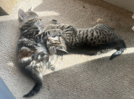 Kittens for sale