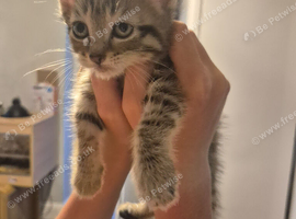 Beautiful female kittens