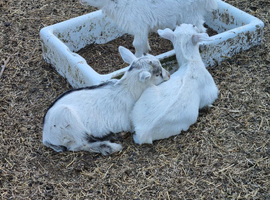 Pygmy kids