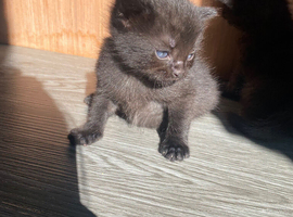 4 georgus kittens