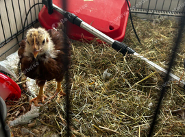 Crested rock and Rhode island red chicks
