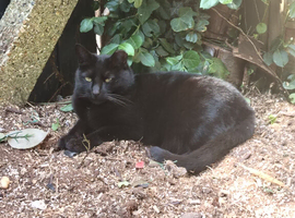 Urgent home wanted