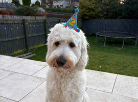 Goldendoodle available for stud