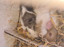 2 boy guinea pigs