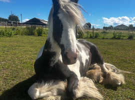 IDEAL LEAD REIN FIRST PONY
