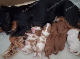 Cavalier king charles Boy