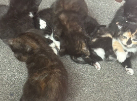 Kittens