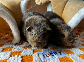 Bonded female guinea pigs x2