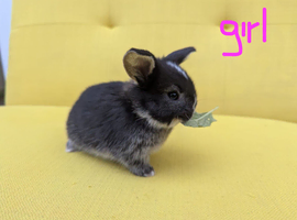 French Lop/ Mini Lop